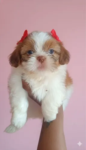 Shih-tzu com 54 dias vacinado e vermifugado