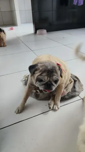 Pug fêmea adulta 