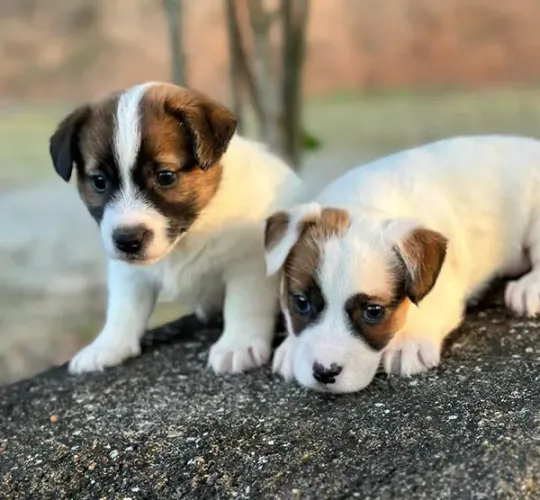 Jack russel Terrier