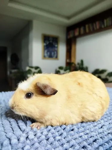 Filhote de porquinho da índia MACHO