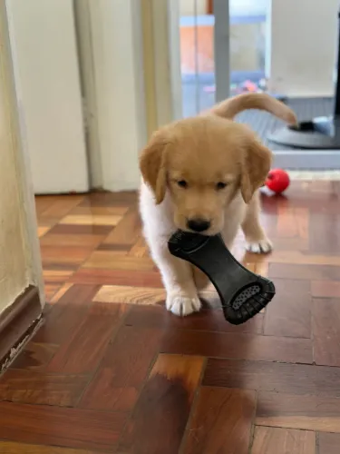 Filhote de golden Retrieve