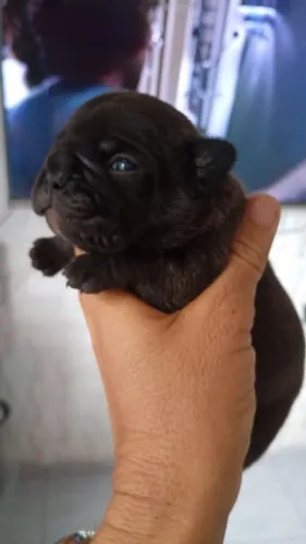 Bulldog francês filhote