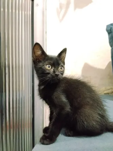 Gatos lindos para doação