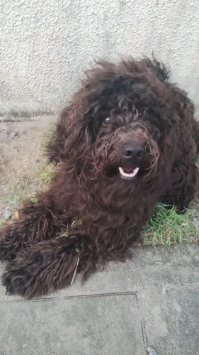 Poodle Macho -11 meses