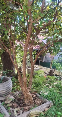 PROMOÇÃO JABUTICABEIRA PRODUZINDO ESPÉCIE HÍBRIDA