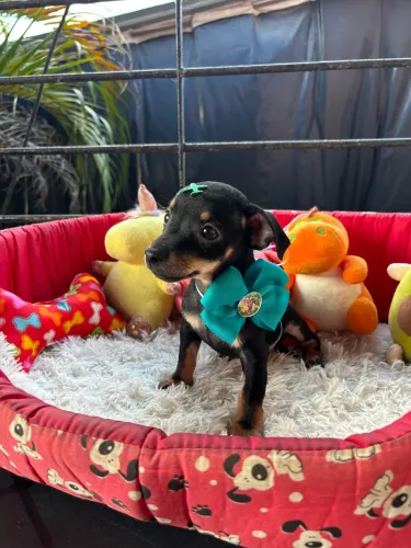 Pinscher macho 3 meses vacinado