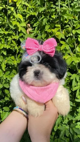 Filhotes perfeitos de shihtzu micro