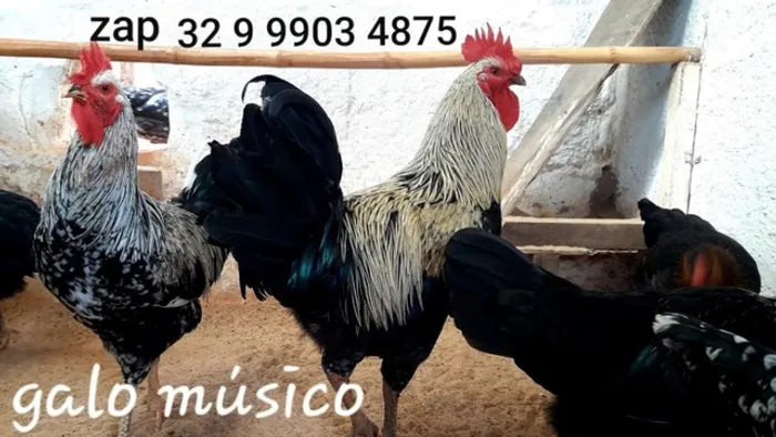 venda de Ovos galados férteis do lindo galo músico Turco canto longo - cantor ( Duzia )..