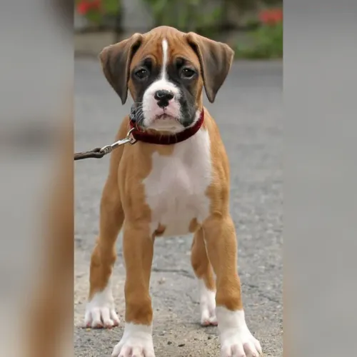 Boxer caramelo, branco, Tigrado 
