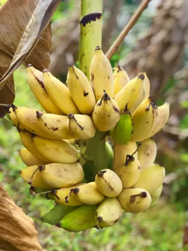 Frutífera Banana leite, para vasos, polmares e jardins