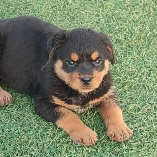 Rottweiler Segurança e Companheirismo