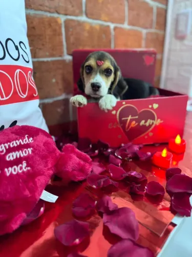 Beagle filhote