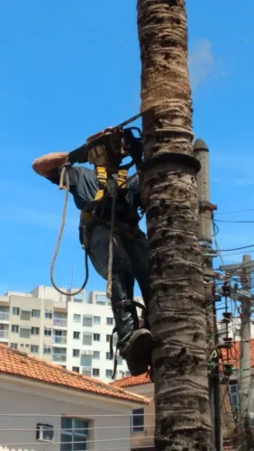 Podas de árvores e remoção profissional.