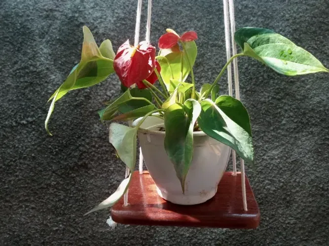 Prateleira de madeira de Angelim clara