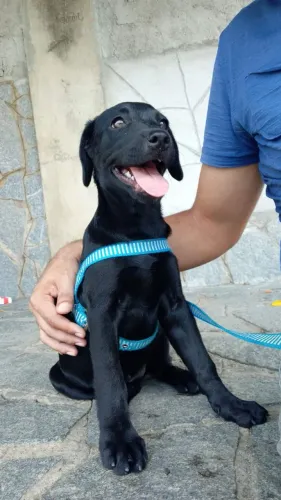 Labrador a venda.