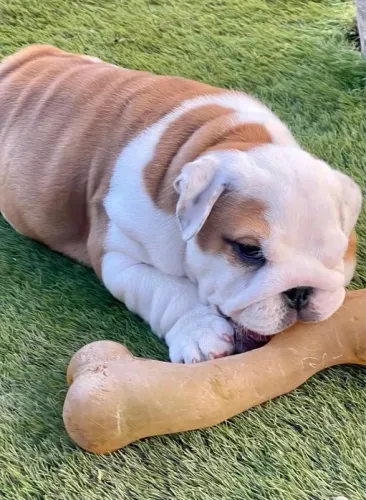 Bulldog Inglês branco/malhado/vermelho/red brindle, com garantias genéticas e suporte vet!