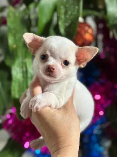 Filhote de Chihuahua Super Fofo