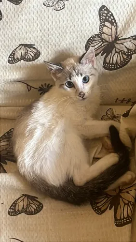 Adoção de gato filhote 