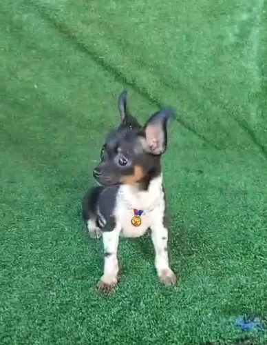 Pinscher tricolor vacina importada VD