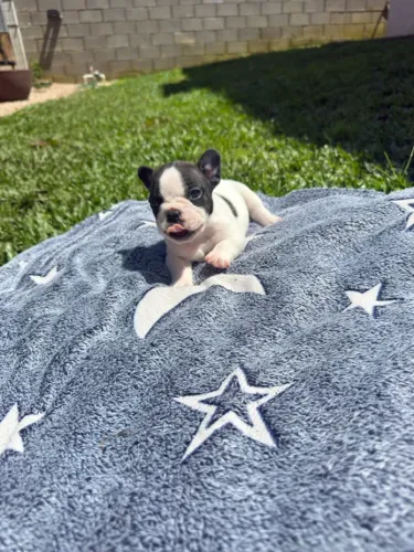 Filhotes Buldog Francês