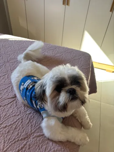 Doa se shih tzu macho 
