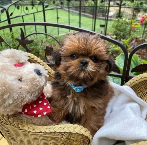 Filhotes de Shih Tzu | Carinho em quatro patas!