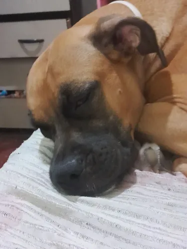 Doação de dogue alemão 