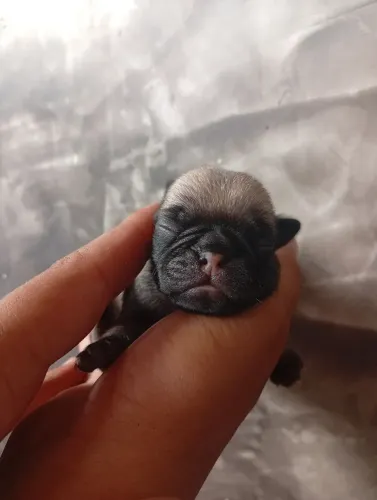 Bebê Pug ( fêmea e macho )