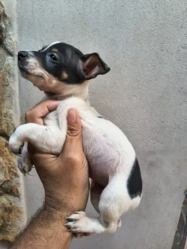 Pinscher