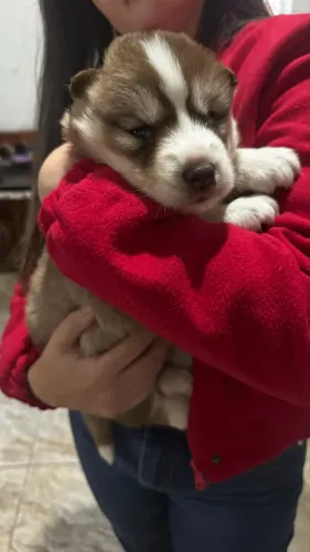 Husky fêmea 45 dias