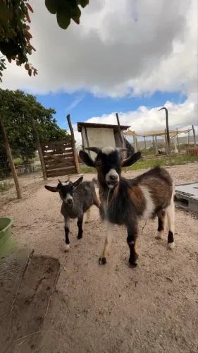 Casal de Mini Cabras