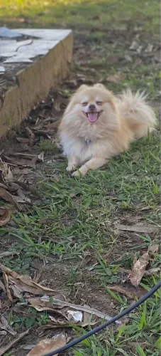 Splitz Alemão