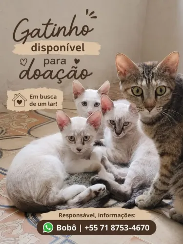 Doação de gatos 