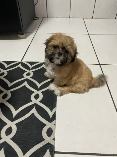 Cachorro Shitzu Fêmea 