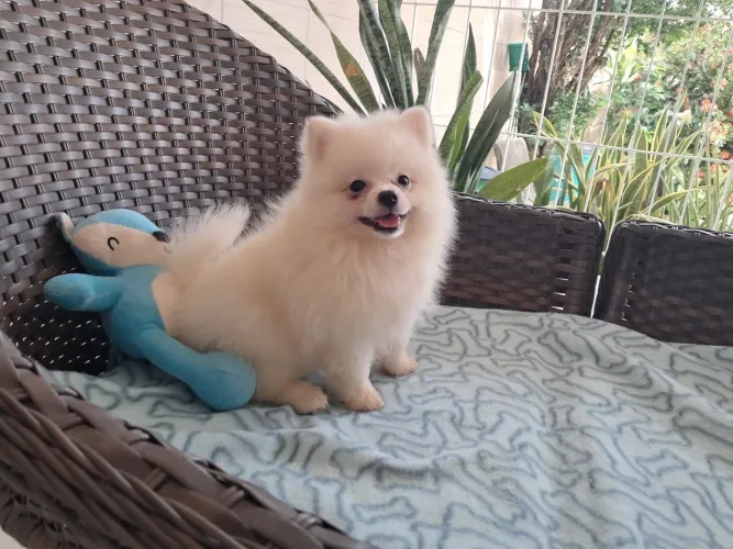 Lindo e Fofinho Spitz Alemão macho branco Canil Lienn 