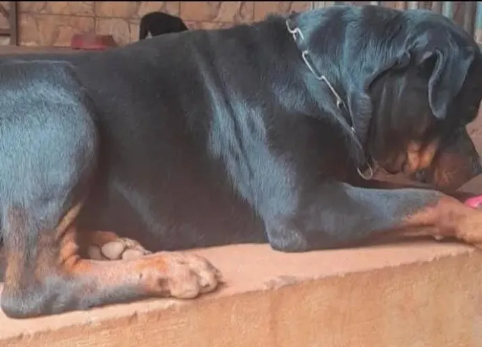 Vendo ROTTWEILER ADULTO COM PEDIGREE MICROCHIP
