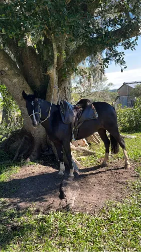 Vendo cavalo picaço