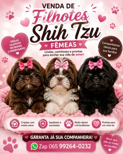 Shih tzu femeas