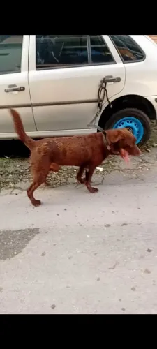 Labrador macho 2 anos cor chocolate valor 400 reais.