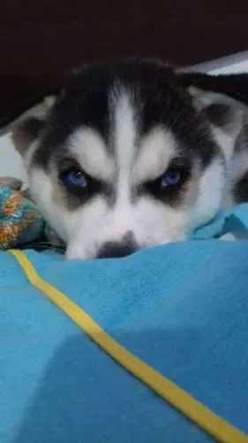 Husk Siberiano 