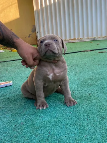 Pit Monster