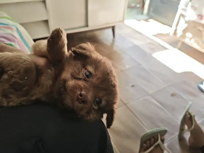 Cachorro poodle com shih tzu