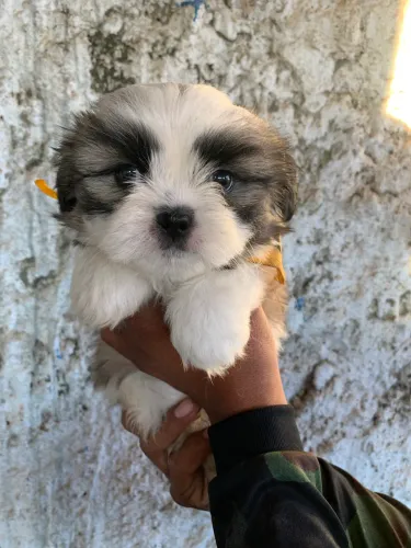 Shihtzu fêmea