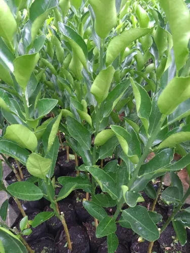 Mudas de Laranja, "Ponkan", Limão e Tangerinas
