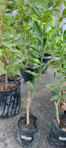 Frutíferas