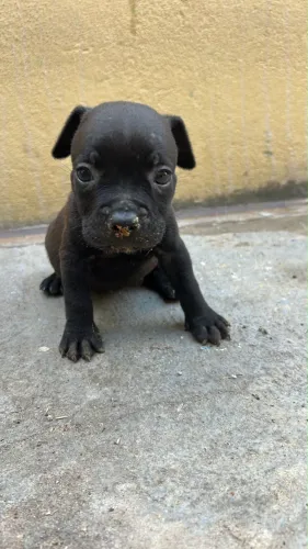 Filhote de pitbull