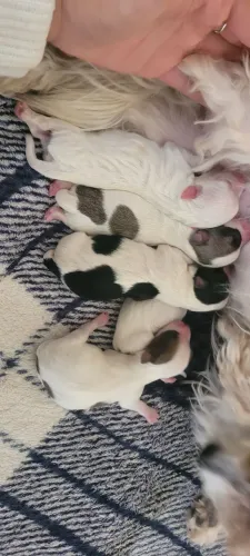 Lindos bebês disponível Maltês/Shitzu