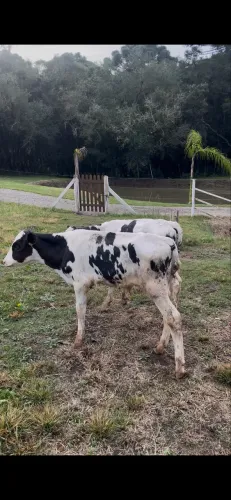 Terneiro Holandês