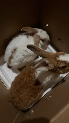 Casal de coelhos