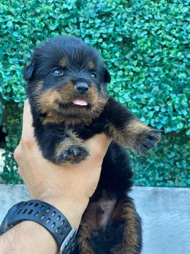 Filhote de Rottweiler com Pedigree e Vacina